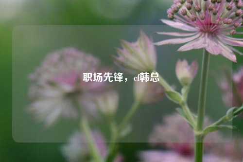 职场先锋,cf韩总